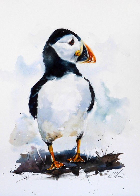 A Puffin.