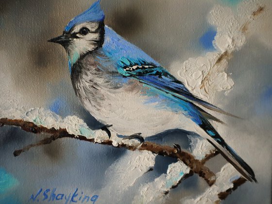 Blue Jay on Snowy Branch