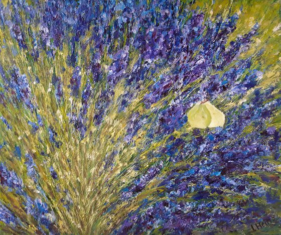 Lemongrass butterfly on a lavender bush