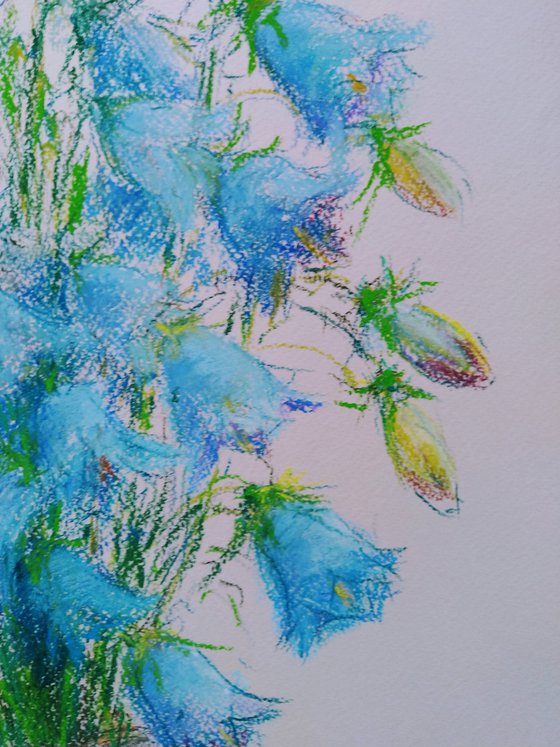 Bluebells flowers. Pastel drawing on bluish paper. 48х65