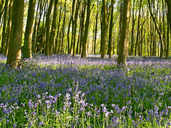 Bluebells of Micheldever Wood2