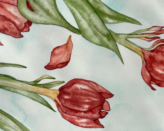 Tulips