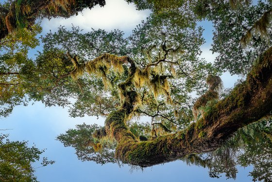 Lace of The Forest