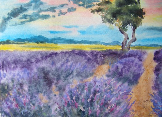 The fields of lavender