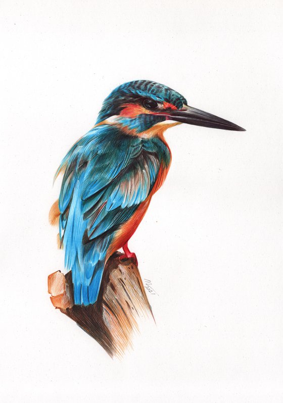 Kingfisher