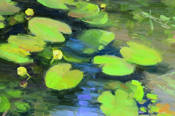Water lilies by the shore