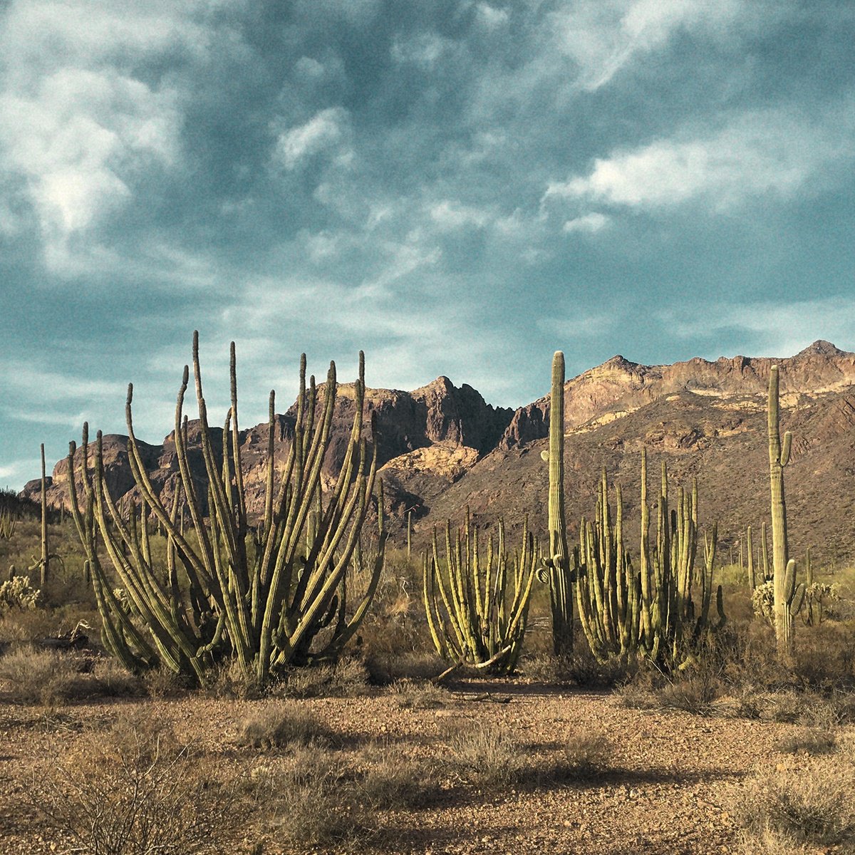 Photorealistic Landscape Photograph By Heike Bohnstengel, 12 X 12, Organ Pipe Cactus, Sonoran Desert, Original Artwork