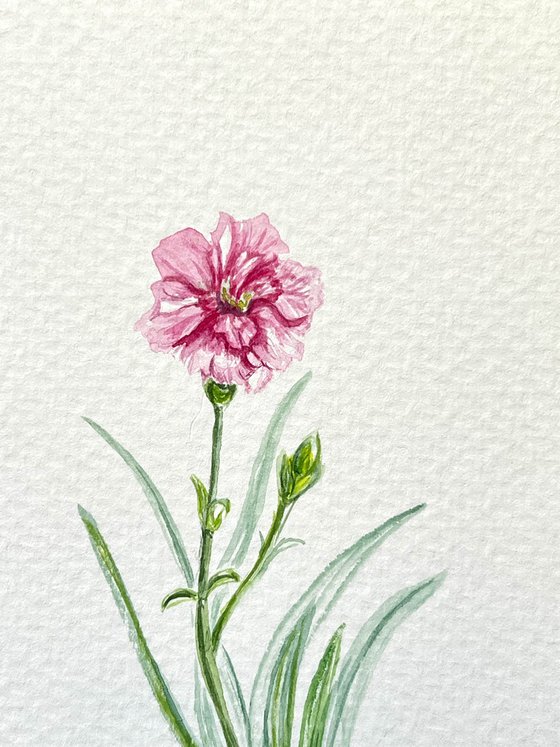 Carnation