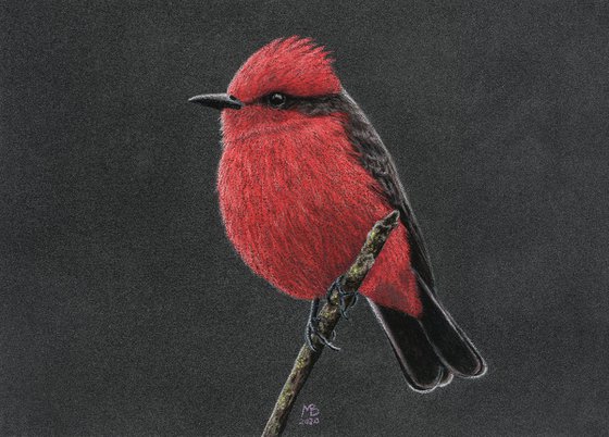 Original pastel drawing bird "Vermilion flycatcher"