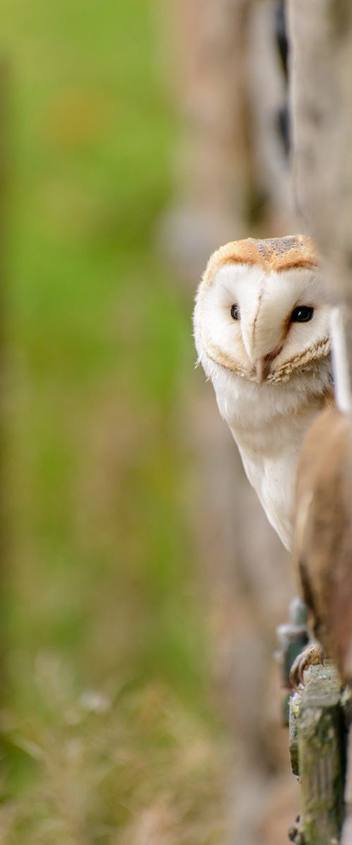 Peeping Barn Owl  - A3 by Ben Robson Hull