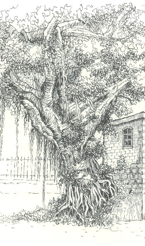 Old Tree Next to A House by Jenny Sze