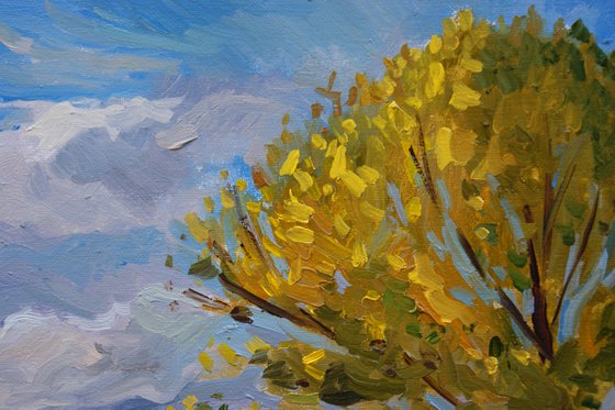 Afternoon light near the lake