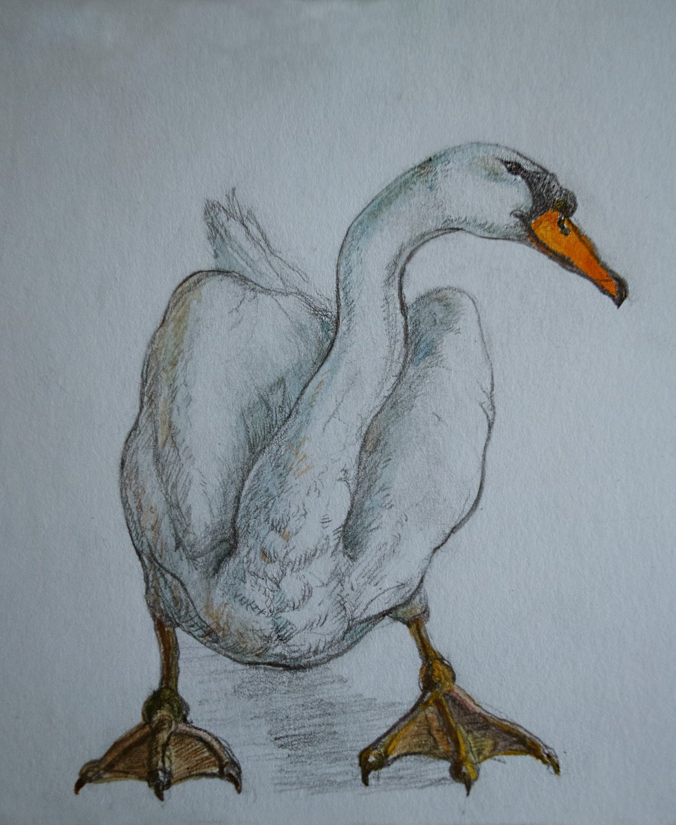 Illustrative Drawing , Standing Swan By Nikola Ivanovic, 8 X 6, Artwork For Sale On Artfinder