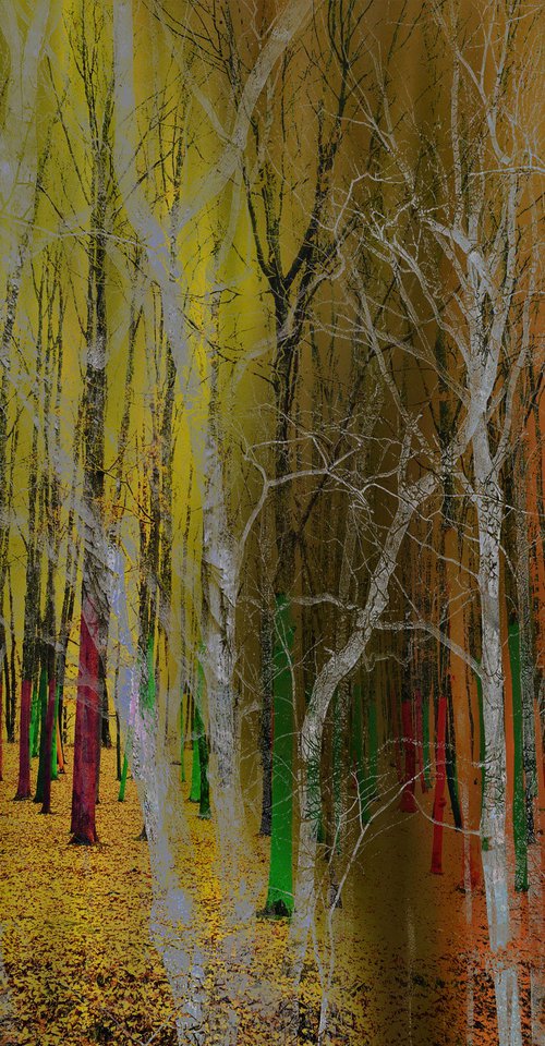 Woodland 8838 by Geert Lemmers FPA