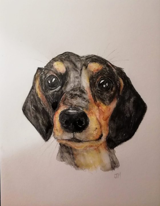 Daschund