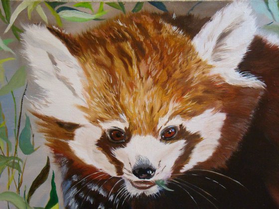 Soft bamboo, portrait of a red panda by Anne Zamo