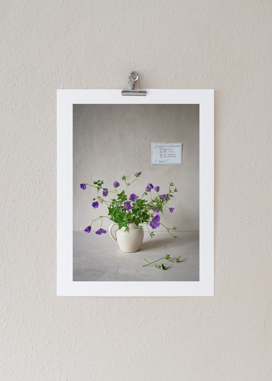 Geranium wallichchianum