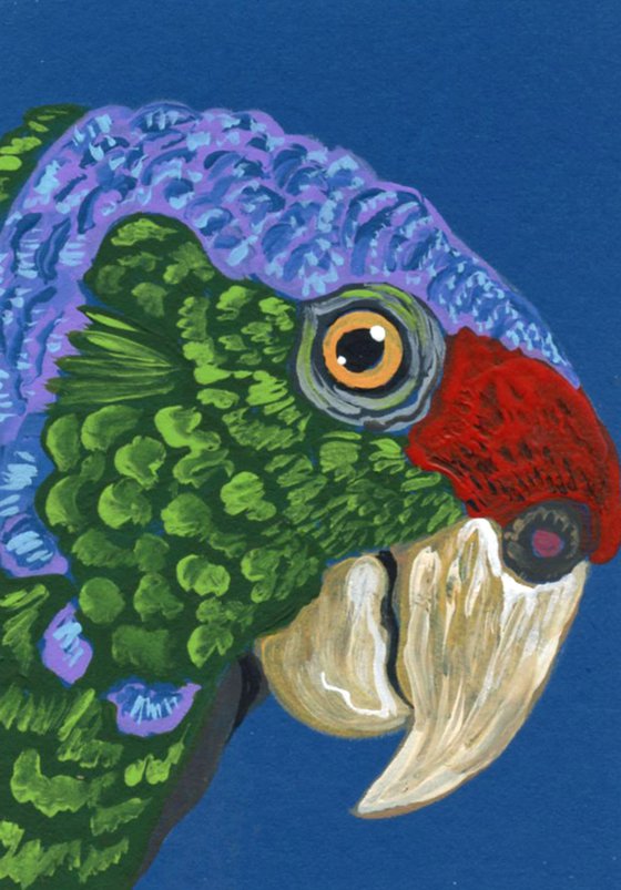 ACEO ATC Original Miniature Painting Lilac Crowned Amazon Parrot Pet Bird Art-Carla Smale