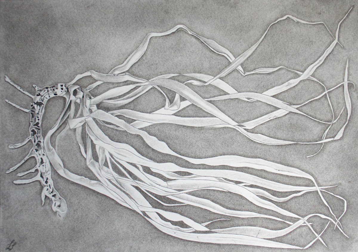 Dracaena draco - Plant Illustration by Laura Sttefeld