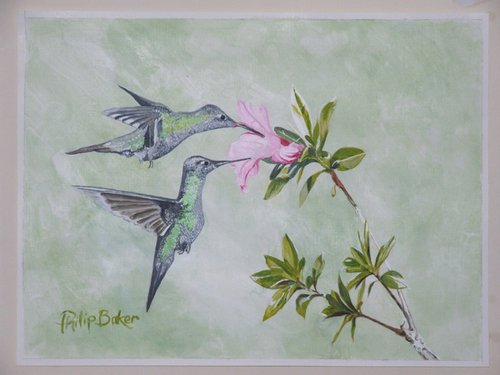 Hummingbirds feeding by Philip Baker
