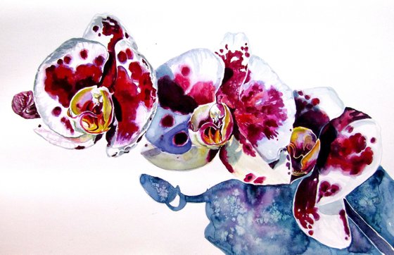 Orchid floral