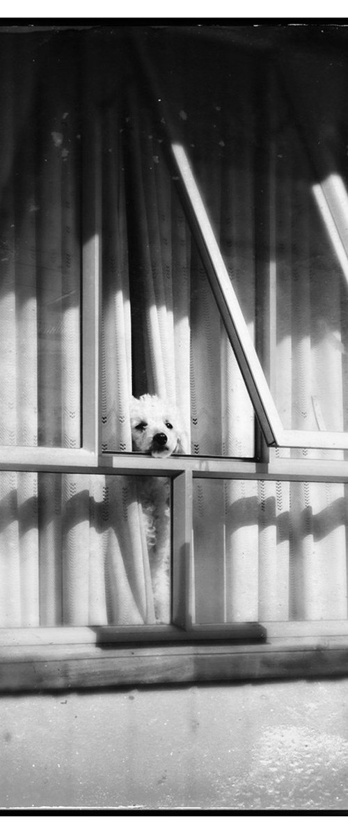 POODLE IN WINDOW, PUERTO NATALES, CHILE 10TH OCTOBER 2015 by Anna Bush