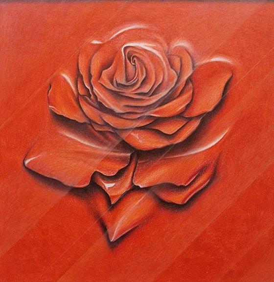 Rose behind glass within a frame