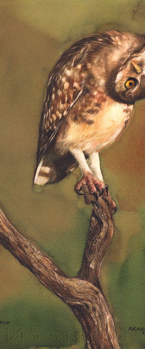 BIRD CCVII - Owl by REME Jr.