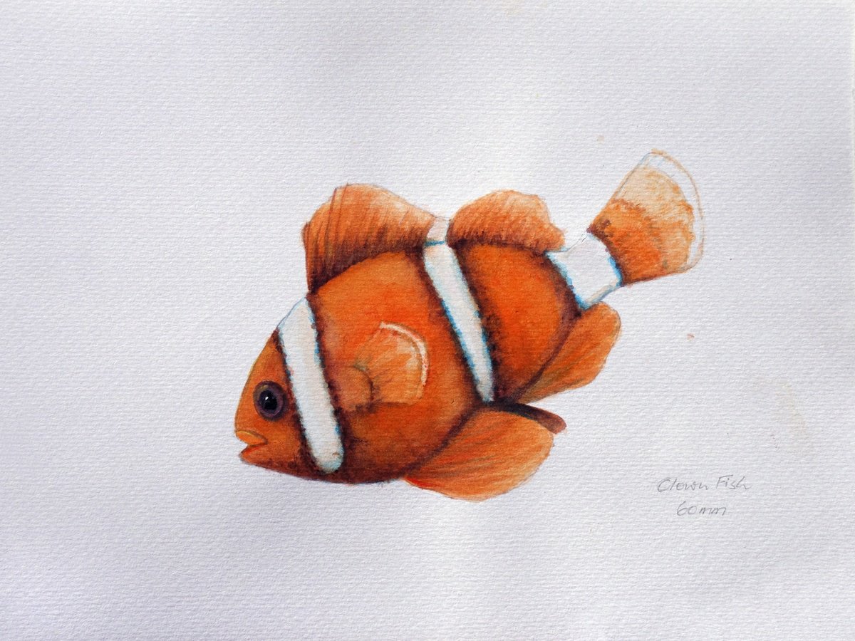Clown Fish (Nemo) by John N Mason