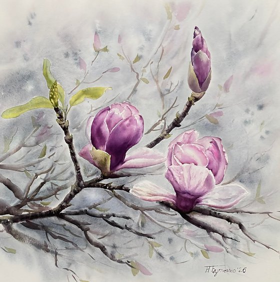Magnolia, flowers, watercolour