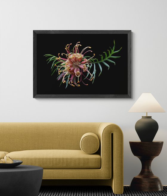 Grevillea Superb