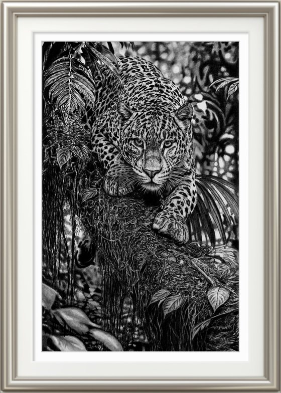 Jungle Leopard