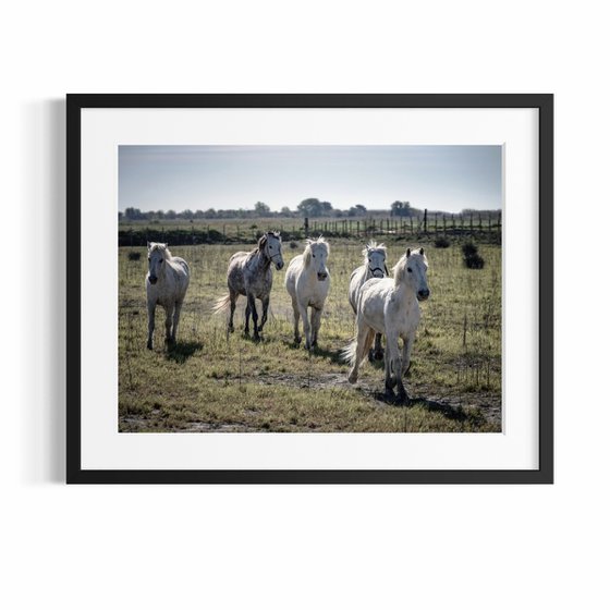 WHITE HORSES