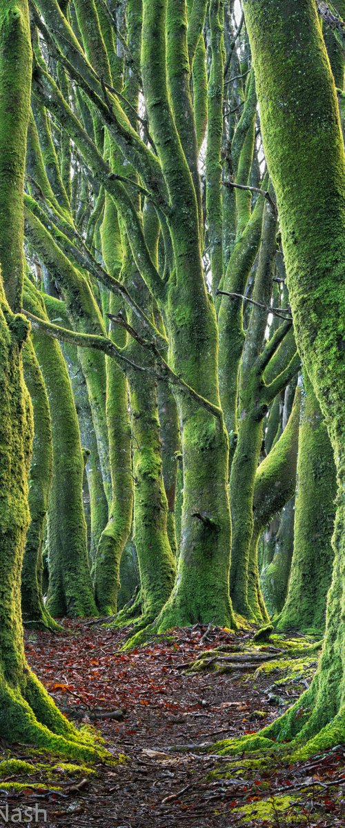 Mossy Beeches by Paul Nash