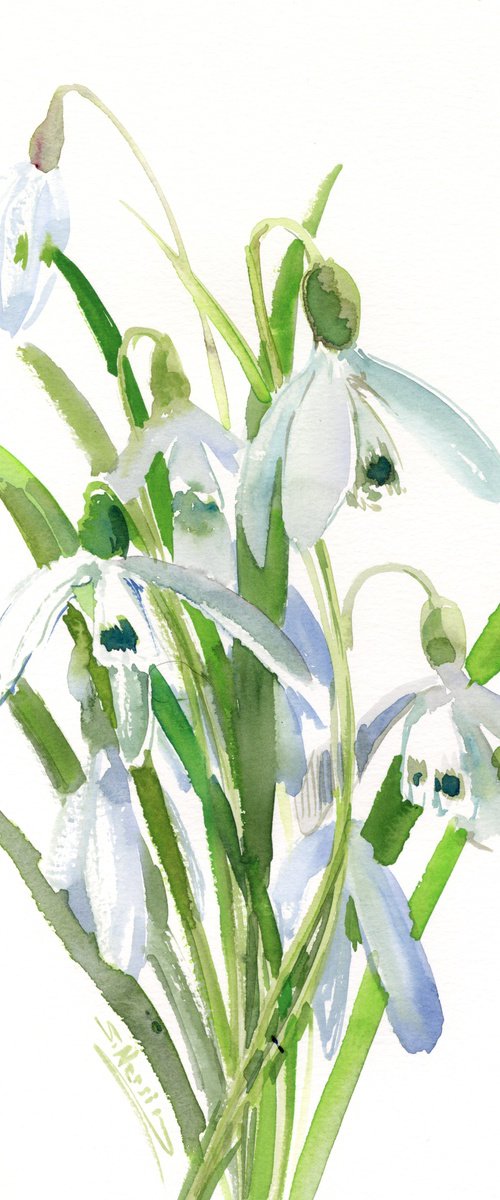 Snowdrop watercolor flowers by Suren Nersisyan