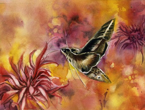 hummingbird moth by Alfred  Ng
