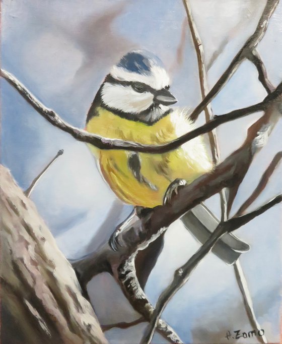 Blue tit