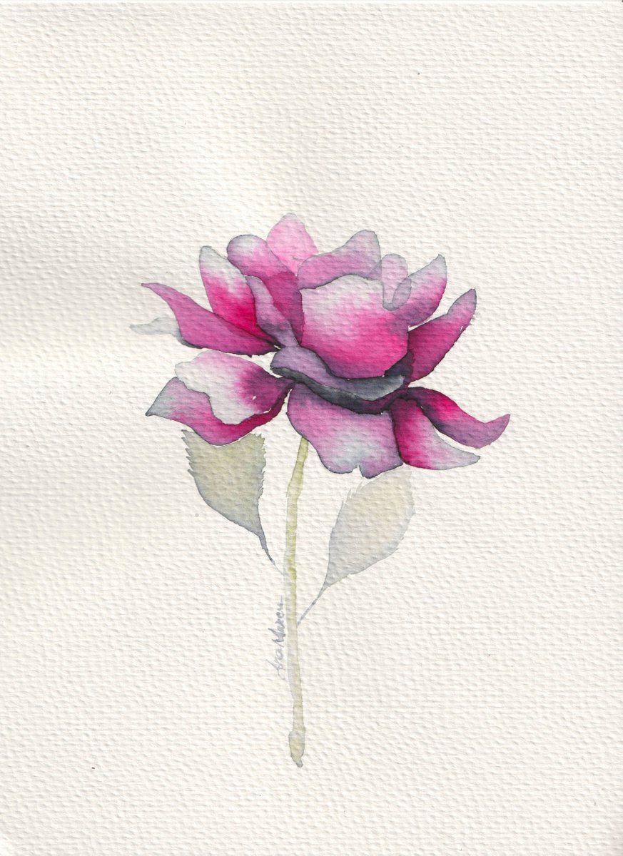 Pink rose by Anamaria