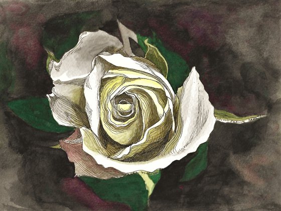 WHITE ROSE II