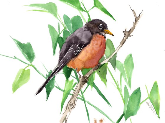 American Robin Bird Art