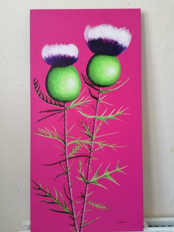 Cotton Thistle