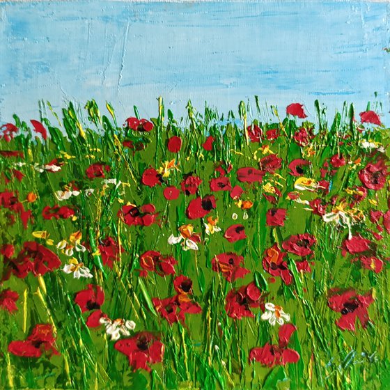 Poppies field