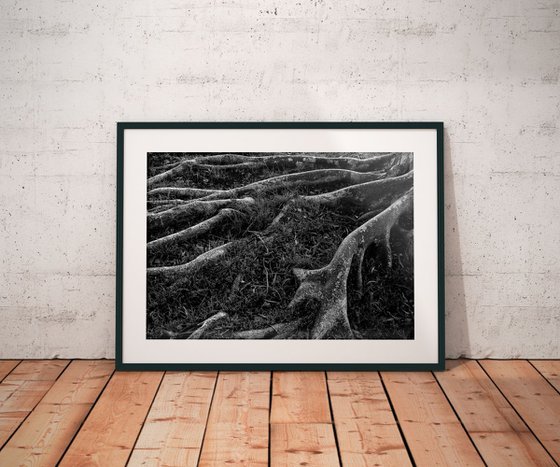 Roots I | Limited Edition Fine Art Print 1 of 10 | 60 x 40 cm