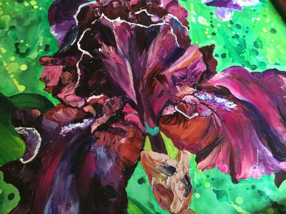 Rich Purple Iris