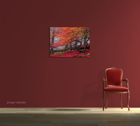 Deep In The Forest... - 36x24" LARGE Limited Edition Canvas Print