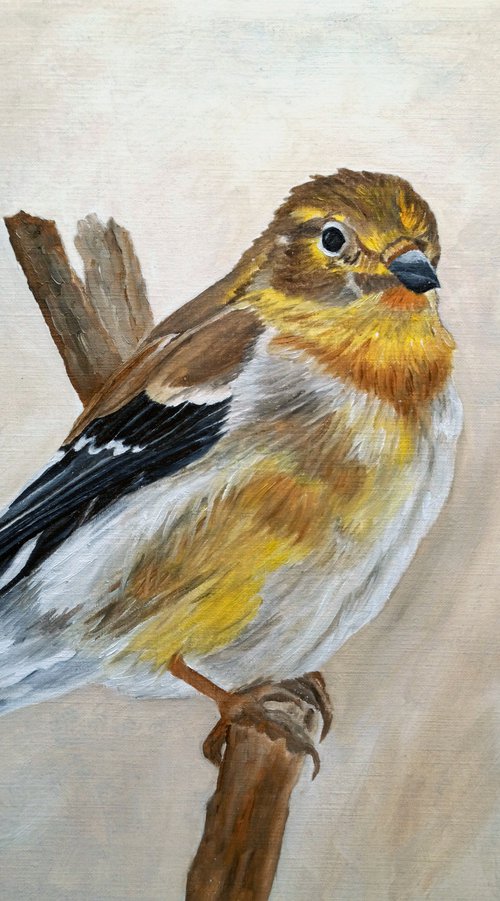 American Goldfinch Portrait by Angeles M. Pomata