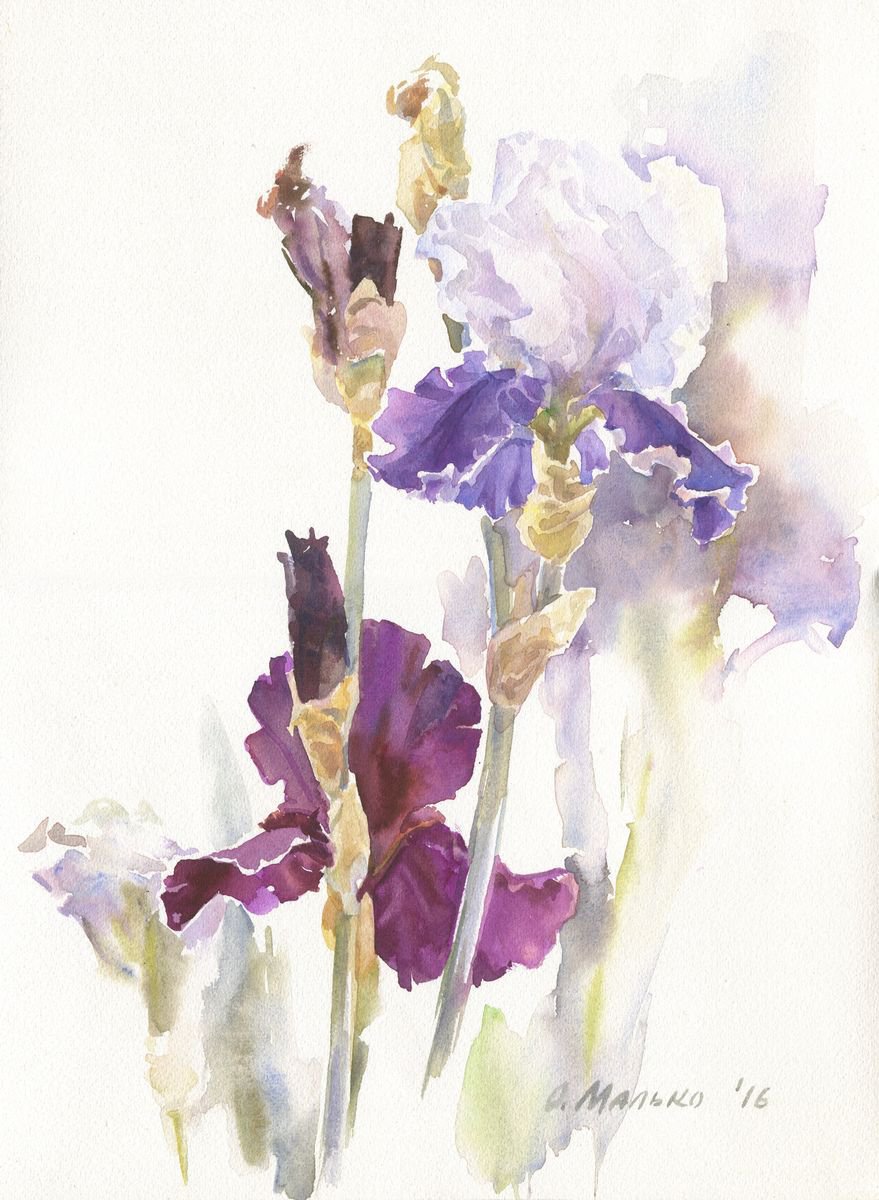 Two Irises / Purple Burgundy Iris flower Floral watercolor by Olha Malko