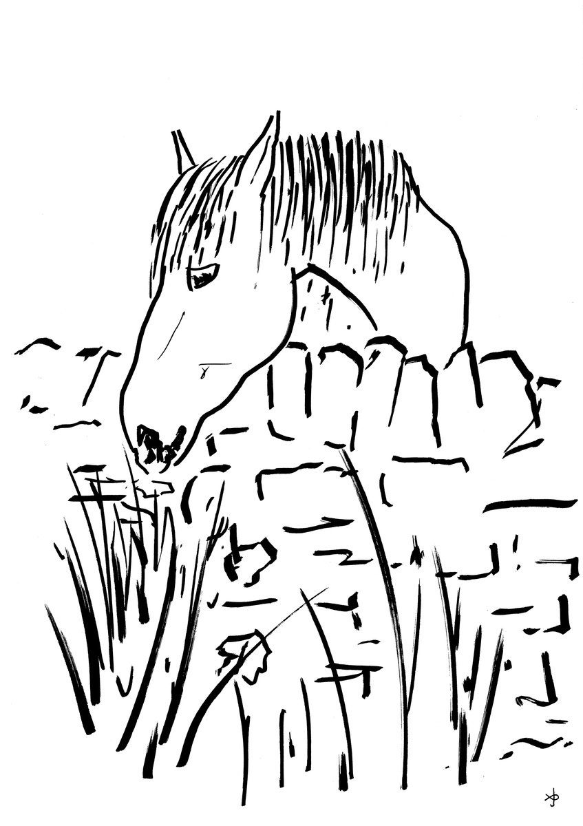 Expressive Animal Ink Drawing By David Jones, 11 X 15, Arabian Horse #2509, Original Artwork