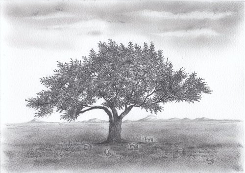 Walnut tree by Shweta  Mahajan
