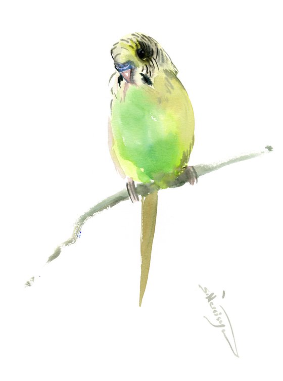 Budgie, parrot painting
